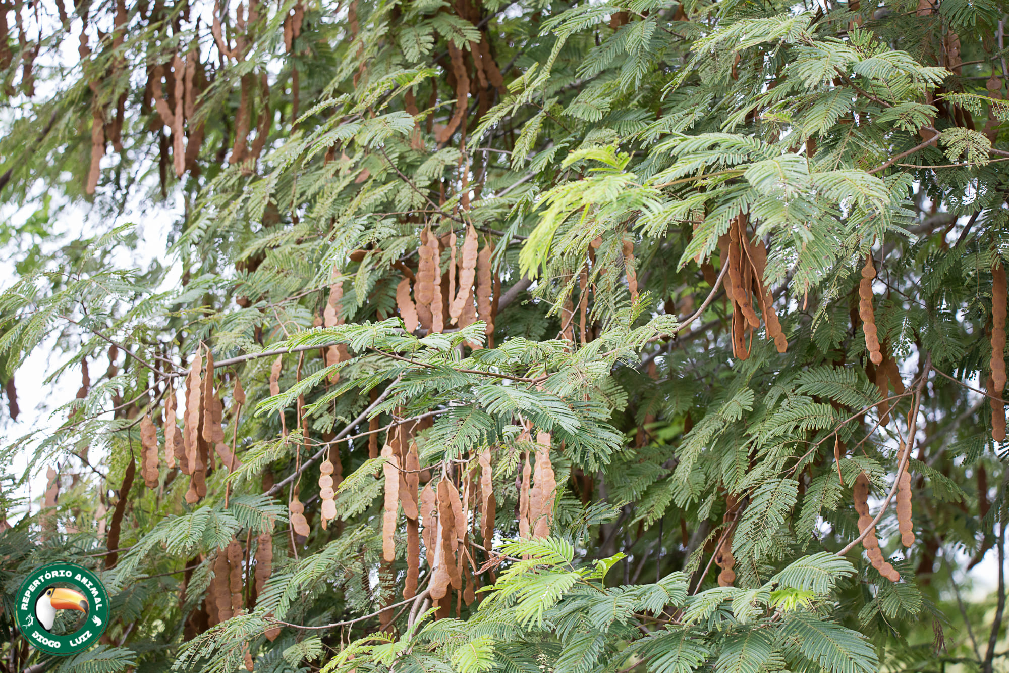 Anadenanthera peregrina by Diogo Luiz